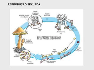 REPRODUÇÃO SEXUADA
 