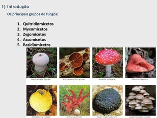 1) Introdução
Os principais grupos de fungos:
1. Quitridiomicetos
2. Myxomicetos
3. Zygomicetos
4. Ascomicetos
5. Basidiomicetos
 