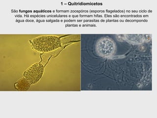 1 – Quitridiomicetos
São fungos aquáticos e formam zoospóros (esporos flagelados) no seu ciclo de
vida. Há espécies unicelulares e que formam hifas. Eles são encontrados em
água doce, água salgada e podem ser parasitas de plantas ou decompondo
plantas e animais.
 