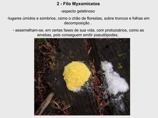 2 - Filo Myxomicetos
-aspecto gelatinoso
-lugares úmidos e sombrios, como o chão de florestas, sobre troncos e folhas em
decomposição .
- assemelham-se, em certas fases de sua vida, com protozoários, como as
amebas, pois conseguem emitir pseudópodes.
 