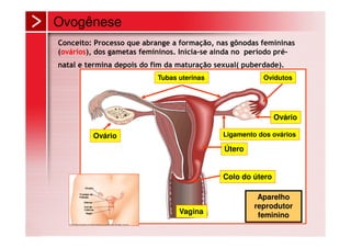 Ovogênese
Conceito: Processo que abrange a formação, nas gônodas femininas
(ovários), dos gametas femininos. Inicia-se ainda no período pré-
natal e termina depois do fim da maturação sexual( puberdade).
                           Tubas uterinas               Ovidutos




                                                             Ovário

         Ovário                              Ligamento dos ovários

                                             Útero


                                             Colo do útero

                                                      Aparelho
                                                     reprodutor
                                 Vagina               feminino
 