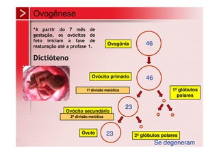 Ovogênese
*A partir do     7 mês de
gestação, os    ovócitos do
feto iniciam     a fase de
maturação até   a profase 1.
                                       Ovogônia           46

Dictióteno

                             Ovócito primário             46
                          1º divisão meiótica                        1º glóbulos
                                                                       polares

                                                23
                Ovócito secundário
                 2º divisão meiótica



                       Óvulo           23            2º glóbulos polares
                                                               Se degeneram
 