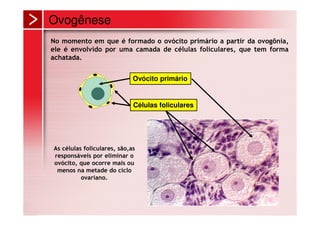 Ovogênese
No momento em que é formado o ovócito primário a partir da ovogônia,
ele é envolvido por uma camada de células foliculares, que tem forma
achatada.


                             Ovócito primário


                             Células foliculares




As células foliculares, são,as
responsáveis por eliminar o
ovócito, que ocorre mais ou
 menos na metade do ciclo
          ovariano.
 