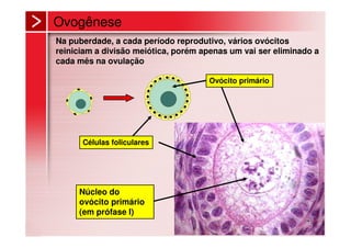 Ovogênese
Na puberdade, a cada período reprodutivo, vários ovócitos
reiniciam a divisão meiótica, porém apenas um vai ser eliminado a
cada mês na ovulação

                                     Ovócito primário




      Células foliculares




     Núcleo do
     ovócito primário
     (em prófase I)
 