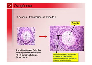 Ovogênese


O ovócito I transforma-se ovócito II

                                                          Ovócito




A proliferação dos folículos
ocorre principalmente pelo
FSH.(Hormônio Folículo           O folículo aumenta de tamanho
                                 e, devido ao crescimento
Estimulante)                     desigual das células foliculares,
                                 assume uma forma oval.
 