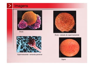 Imagens




   Óvulo

                                    Óvulo rodeado de espermatozóide




 Espermatozóide tentando penetrar


                                            Zigoto
 