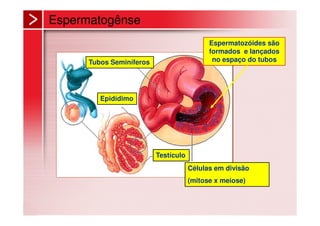 Espermatogênse
                                            Espermatozóides são
                                            formados e lançados
      Tubos Seminíferos                      no espaço do tubos




         Epidídimo




                          Testículo
                                      Células em divisão
                                      (mitose x meiose)
 