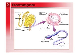 Espermatogênse
 