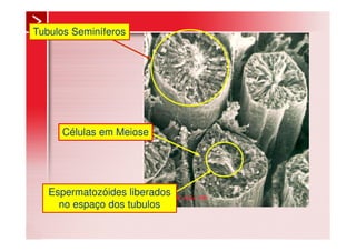 Tubulos Seminíferos




      Células em Meiose




   Espermatozóides liberados
     no espaço dos tubulos
 