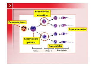 Espermatócito
                             secundário


Espermatogônias


                                                                 Espermatózóides



             Espermatócito
                  primário
                                          Espermatides

                        Meiose 1     Meiose 2    Diferenciação
 