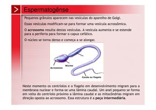 Espermatogênse
 Pequenos grânulos aparecem nas vesículas do aparelho de Golgi.
 Essas vesículas modificam-se para formar uma vesícula acrossômica.
 O acrossomo resulta destas vesículas. A vesícula aumenta e se estende
 para a periferia para formar o capuz cefálico.
 O núcleo se torna denso e começa a se alongar.




Neste momento os centríolos e o flagelo em desenvolvimento migram para a
membrana nuclear e forma-se uma lâmina caudal. Um anel pequeno se forma
em volta do centríolo próximo a lâmina caudal e as mitocôndrias migram em
direção oposta ao acrossomo. Essa estrutura é a peça intermediária.
 