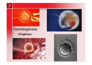 Gametogênese
  Ovogênese
 