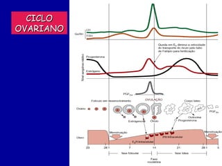 CICLO
OVARIANO
 