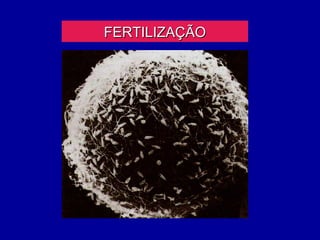FERTILIZAÇÃO
 