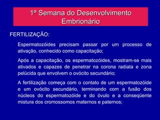1ª Semana do Desenvolvimento
                Embrionário
FERTILIZAÇÃO:
 Espermatozóides precisam passar por um processo de
  ativação, conhecido como capacitação;
 Após a capacitação, os espermatozóides, mostram-se mais
  ativados e capazes de penetrar na corona radiata e zona
  pelúcida que envolvem o ovócito secundário;
 A fertilização começa com o contato de um espermatozóide
  e um ovócito secundário, terminando com a fusão dos
  núcleos do espermatozóide e do óvulo e a conseqüente
  mistura dos cromossomos maternos e paternos;
 