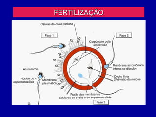 FERTILIZAÇÃO
 