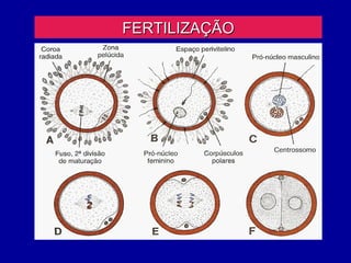 FERTILIZAÇÃO
 