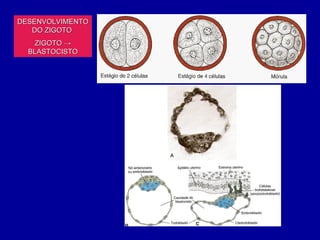 DESENVOLVIMENTO
   DO ZIGOTO
    ZIGOTO →
  BLASTOCISTO
 