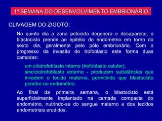 1ª SEMANA DO DESENVOLVIMENTO EMBRIONÁRIO

CLIVAGEM DO ZIGOTO:
 No quinto dia a zona pelúcida degenera e desaparece, o
  blastocisto prende ao epitélio do endométrio em torno do
  sexto dia, geralmente pelo pólo embrionário. Com o
  progresso da invasão do trofoblasto este forma duas
  camadas:
    um citotrofoblasto interno (trofoblasto celular);
    sinciciotrofoblasto externo - produzem substâncias que
     invadem o tecido materno, permitindo que blastocisto
     penetre no endométrio.
 Ao final da primeira semana, o blastocisto está
  superficialmente implantado na camada compacta do
  endométrio, nutrindo-se do sangue materno e dos tecidos
  endometriais erudidos.
 