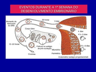 EVENTOS DURANTE A 1ª SEMANA DO
 DESENVOLVIMENTO EMBRIONÁRIO
 