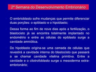 2ª Semana do Desenvolvimento Embrionário

 O embrioblasto sofre mudanças que permite diferenciar
  duas porções: o epiblasto e o hipoblasto;
 Dessa forma ao fim de nove dias após a fertilização, o
  blastocisto já se encontra totalmente implantado no
  endométrio e entre as células do epiblasto surge a
  cavidade amniótica.
 Do hipoblasto origina-se uma camada de células que
  revestirá a cavidade interna do blastocisto que passará
  a se chamar cavidade vitelina primitiva. Entre a
  cavidade e o citotrofoblasto surge o mesoderma extra-
  embrionário;
 