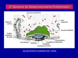 2ª Semana do Desenvolvimento Embrionário




         BLASTOCISTO HUMANO DE 7 DIAS
 
