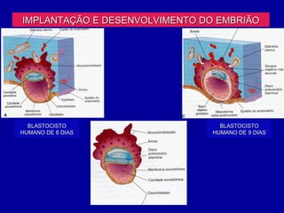 IMPLANTAÇÃO E DESENVOLVIMENTO DO EMBRIÃO




  BLASTOCISTO                     BLASTOCISTO
HUMANO DE 8 DIAS                HUMANO DE 9 DIAS
 
