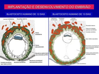 IMPLANTAÇÃO E DESENVOLVIMENTO DO EMBRIÃO

BLASTOCISTO HUMANO DE 12 DIAS   BLASTOCISTO HUMANO DE 13 DIAS
 