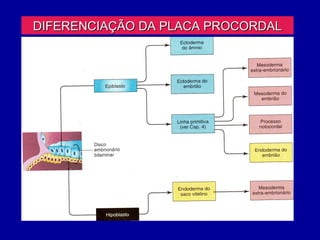 DIFERENCIAÇÃO DA PLACA PROCORDAL
 