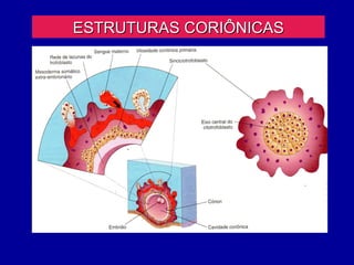 ESTRUTURAS CORIÔNICAS
 