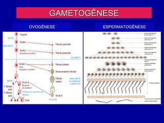 GAMETOGÊNESE
OVOGÊNESE      ESPERMATOGÊNESE
 