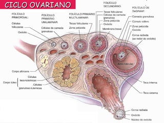 CICLO OVARIANO
 
