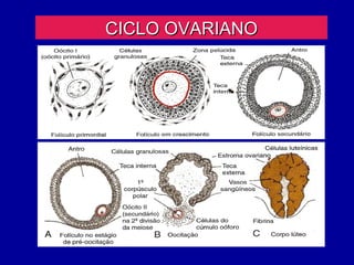CICLO OVARIANO
 