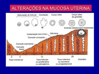 ALTERAÇÕES NA MUCOSA UTERINA
 