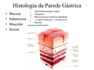 Histologia da Parede Gástrica
• Mucosa
• Submucosa
• Muscular
• Serosa
Apresentam pregas (rugas)
irregulares.
Mucosa possui inúmeras glândulas
= Criptas Gástricas – secretoras de
Mucina.
 