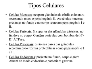 Tipos Celulares
• Células Mucosas: ocupam glândulas da cárdia e do antro
secretando muco e pepsinogênio II. As células mucosas
presentes no fundo e no corpo secretam pepsinogênio I e
II.
• Células Parietais: ½ superior das glândulas gástricas, no
fundo e no corpo. Contém vesículas com bombas de H+-
K+ ATPase.
• Células Principais: estão nas bases das glândulas
secretam pró-enzimas proteolíticas como pepsinogênio I
e II.
• Células Endócrinas: presente no fundo, corpo e antro.
Atuam de modo endócrino e parácrino: gastrina.
 