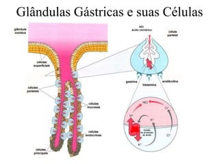 Glândulas Gástricas e suas Células
 