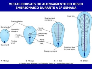 VISTAS DORSAIS DO ALONGAMENTO DO DISCO
    EMBRIONÁRIO DURANTE A 3ª SEMANA
 