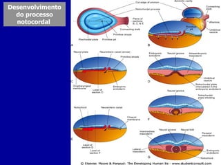 Desenvolvimento
  do processo
  notocordal
 