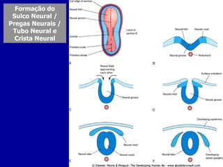 Formação do
 Sulco Neural /
Pregas Neurais /
 Tubo Neural e
  Crista Neural
 