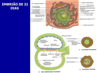 EMBRIÃO DE 21
    DIAS
 