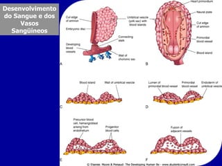 Desenvolvimento
do Sangue e dos
     Vasos
  Sangüíneos
 