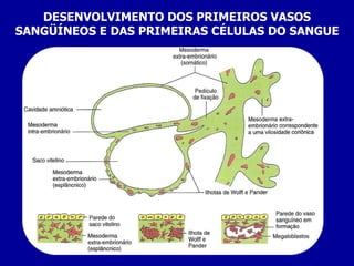 DESENVOLVIMENTO DOS PRIMEIROS VASOS
SANGÜÍNEOS E DAS PRIMEIRAS CÉLULAS DO SANGUE
 