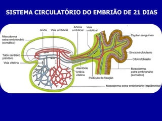 SISTEMA CIRCULATÓRIO DO EMBRIÃO DE 21 DIAS
 