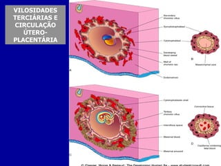 VILOSIDADES
TERCIÁRIAS E
CIRCULAÇÃO
   ÚTERO-
PLACENTÁRIA
 