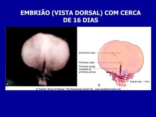 EMBRIÃO (VISTA DORSAL) COM CERCA
           DE 16 DIAS
 