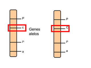 P
c
IA
a
P
C
IB
a
Genes
alelos
 