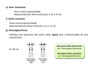 e) Gene dominante
Possui maior expressividade
Representado por letras maiúsculas: A, B, C, D, etc.
f) Genes recessivos
Possui menor expressividade
Representado por letras minísculas: a, b, c, d, etc.
g) Homozigoto (Puro)
Indivíduo que apresenta dois genes alelos iguais para a determinação de uma
característica
Dois genes alelos dominantes
AA = Homozigoto Dominante
Dois genes alelos recessivos
aa = Homozigoto Recessivo
Dois genes alelos dominantes
AA = Homozigoto Dominante
Dois genes alelos recessivos
aa = Homozigoto Recessivo
Ex: AA; aa
 