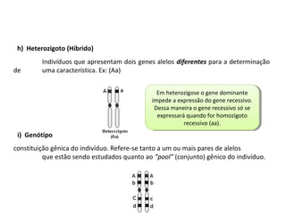 h) Heterozigoto (Híbrido)
Indivíduos que apresentam dois genes alelos diferentes para a determinação
de uma característica. Ex: (Aa)
i) Genótipo
constituição gênica do indivíduo. Refere-se tanto a um ou mais pares de alelos
que estão sendo estudados quanto ao “pool” (conjunto) gênico do indivíduo.
Em heterozigose o gene dominante
impede a expressão do gene recessivo.
Dessa maneira o gene recessivo só se
expressará quando for homozigoto
recessivo (aa).
Em heterozigose o gene dominante
impede a expressão do gene recessivo.
Dessa maneira o gene recessivo só se
expressará quando for homozigoto
recessivo (aa).
 