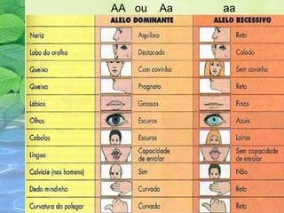 AA ou Aa aa
 